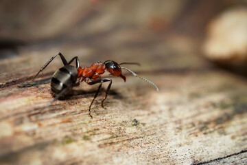 forest ant at work
