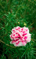 pink rose flower