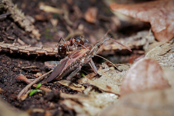 forest ant at work