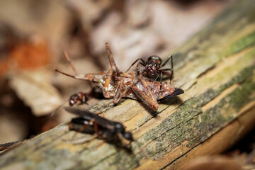 forest ant at work
