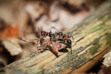 forest ant at work