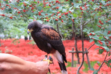 タカはかっこいい。