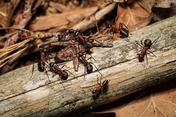forest ant at work