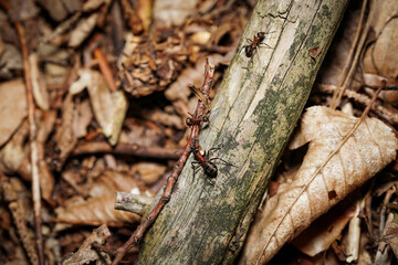 forest ant at work