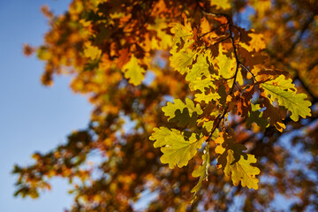 in beautiful sunlight, a twig with yellow-green oak leaves in the foreground against a clear blue sky. beautiful autumn background.