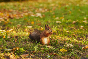 Naklejka na ściany i meble a red squirrel eats a nut in a clearing with fallen yellow leaves. beautiful autumn background.