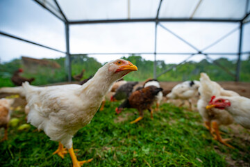the chickens on the farm are eating grass and the others natural food - organic farming