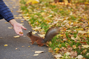 a red squirrel takes a nut from her hand in a clearing with fallen yellow leaves. beautiful autumn background.