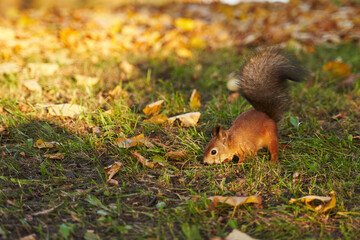 a red squirrel hides a nut with fallen yellow leaves in the grass in a clearing, stocks for the winter. beautiful autumn background.
