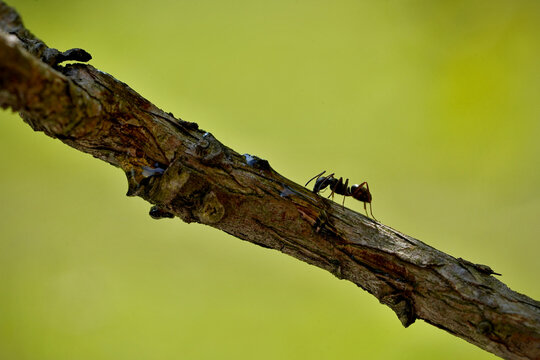 black ant on a branch
