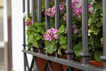 Flower pots on a balcony