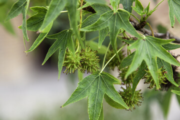 Tree with green chestnuts