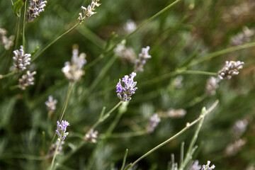 Lavender flowers in the field