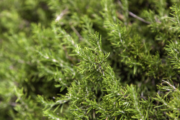 Green leaves of pine