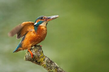 kingfisher on branch