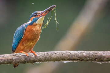 kingfisher on branch