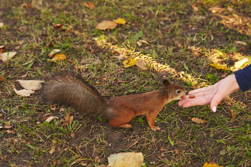 a red squirrel in a clearing takes a nut from a woman's hand. around fallen yellow leaves, stocks for the winter. beautiful autumn background.