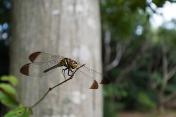 とんぼ/コノシメトンボ/成虫/メス