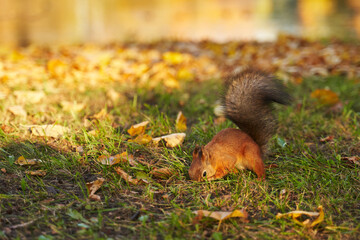 a red squirrel in a clearing in the park hides a nut in the grass in beautiful sunlight. around fallen yellow leaves. beautiful autumn background.