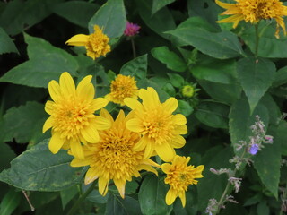 滋賀県、比叡山のガーデンミュージアム比叡にて。