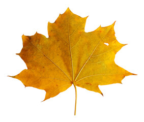 Autumn maple branch with leaves isolated on background