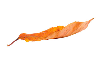 Autumn  branch with leaves  isolated on white background