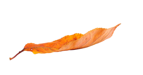 Autumn  branch with leaves  isolated on white background