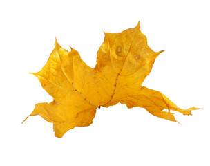 Autumn maple branch with leaves isolated on  background