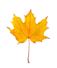 Autumn maple branch with leaves isolated on background
