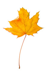 Autumn maple branch with leaves isolated on background