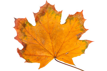 Naklejka na ściany i meble Autumn maple branch with leaves isolated on background