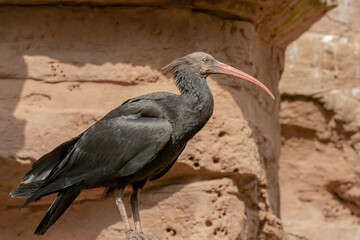 Northern bald ibis (Geronticus eremita) in natural environment