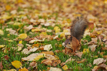 beautiful red squirrel in a clearing with fallen yellow leaves in the park