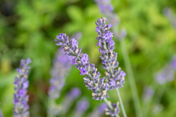 Lavender Field in the summer. Aromatherapy. Nature Cosmetics. Gardening.Lavender bushes on field. Sun gleam over purple flowers of lavender. Bees on flowers. Closeup