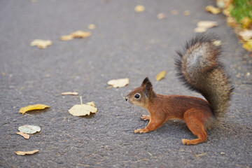 beautiful red squirrel on the path in the park