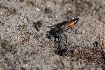 Hairy Sand Wasp (Podalonia hirsuta)