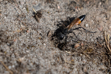 Hairy Sand Wasp (Podalonia hirsuta)