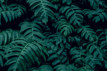 Naklejka na ściany i meble close up abstract green leaf texture nature background tropical leaves