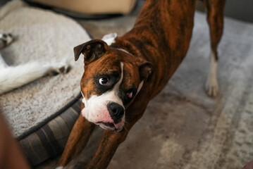 Cute Brown Boxer Puppy Dog