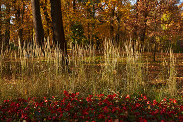 red flowers in a flowerbed against the background of dry grass and yellow trees in the park. beautiful autumn background