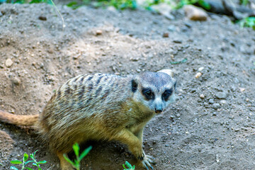 Surikata (Suricata suricatta) looks around