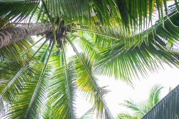 Obraz premium Palms filled with coconuts on the beach