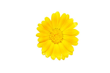 Yellow flower isolated on white background