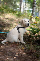Cute golden retriever puppy sitting on trail while on a walk