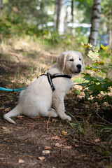 Cute golden retriever puppy sitting on trail while on a walk