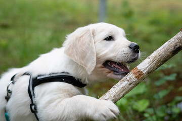 Cute golden retriever puppy playing with a large stick