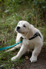 Cute golden retriever puppy scratching his ear on a walk