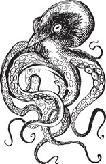 Black and white line drawing octopus. Detailed graphics drawing pattern design element underwater animal. Clip art asian seafood restaurant menu character childrens coloring book dotwork tattoo sketch