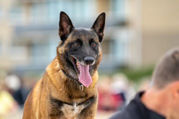 german shepherd dog with a green background. Working smart police dog. Outdoor dog