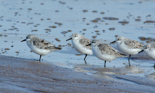 Group of Sanderlings (Calidris alba) on the beach at Anderby creek, Lincolnshire, United Kingdom, by the tide line waters edge